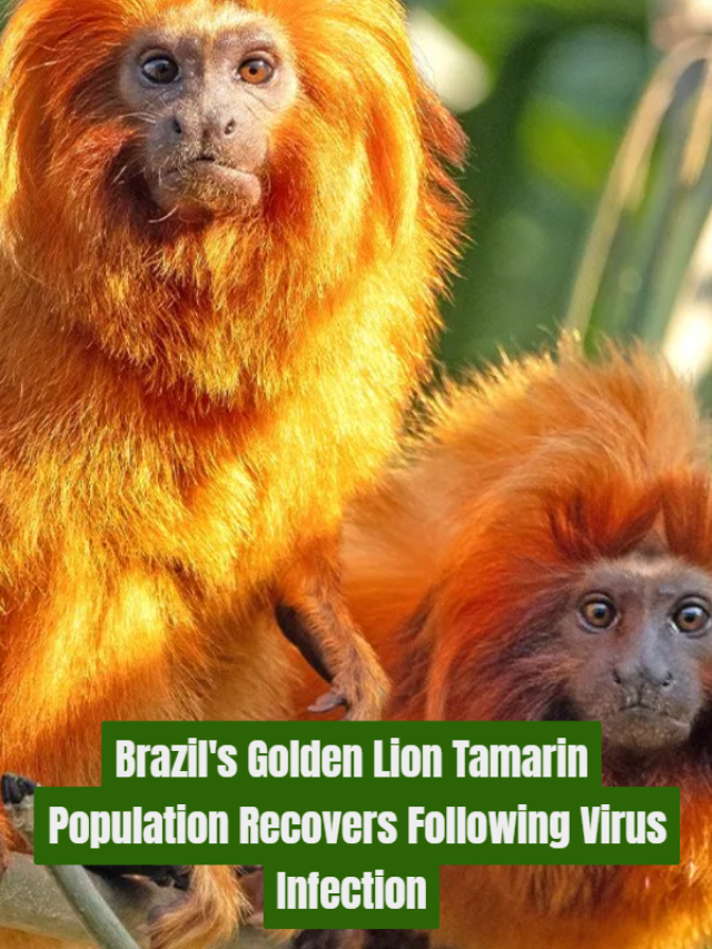 Brazil’s Golden Lion Tamarin Population Recovers